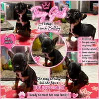 Tiny , a female French Bulldog for sale in Edinburg, TX – 1 of 3