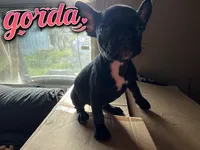 Gorda, a female French Bulldog for sale in Edinburg, TX – 2 of 7