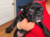 Gorda, a female French Bulldog for sale in Edinburg, TX – 3 of 9