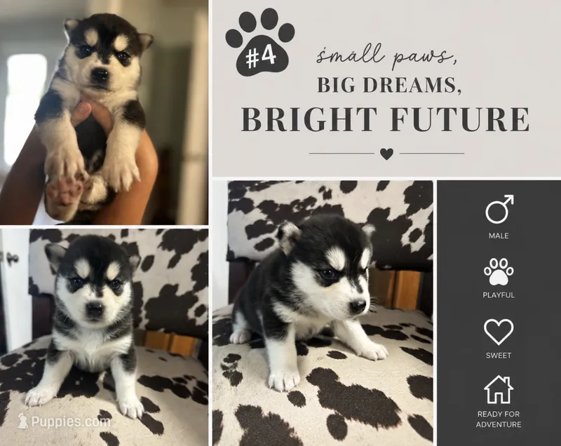 Husky #4 – German Shepherd Dog, Siberian Husky puppy for sale in Payneville, KY
