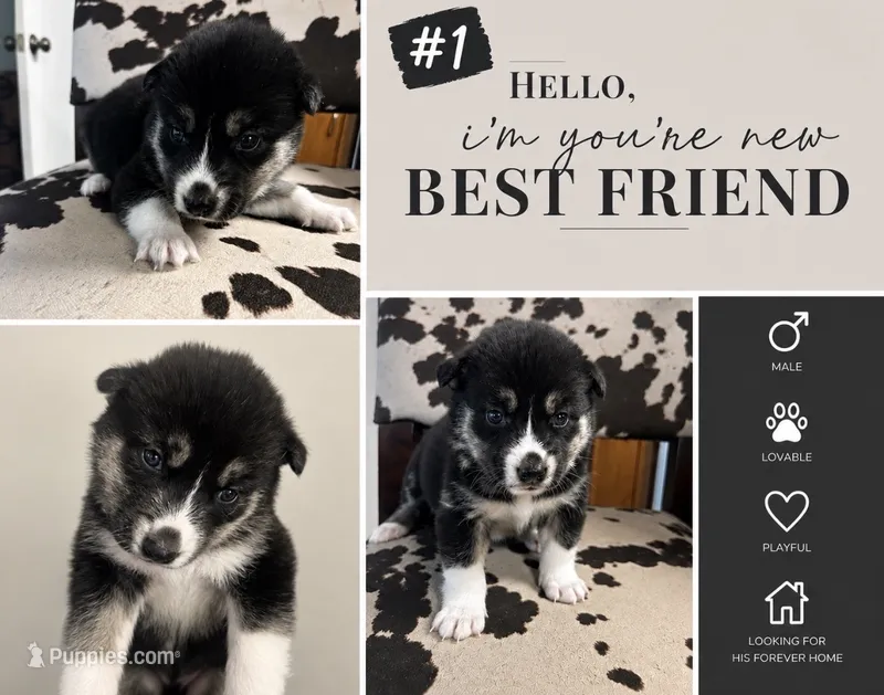 Husky 1  – German Shepherd Dog, Siberian Husky puppy for sale in Payneville, KY