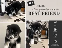Husky 1 , a male German Shepherd Dog and Siberian Husky for sale in Payneville, KY – 1 of 2