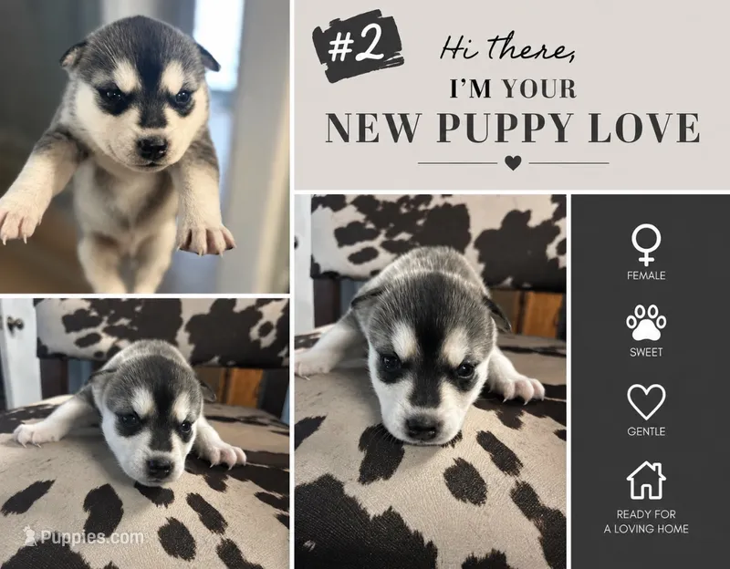 #2 Husky – German Shepherd Dog, Siberian Husky puppy for sale in Payneville, KY