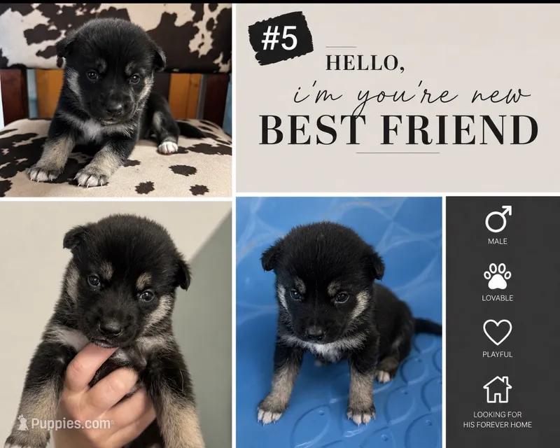 Husky #5 – German Shepherd Dog, Siberian Husky puppy for sale in Payneville, KY