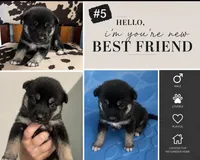 Husky #5, a male German Shepherd Dog and Siberian Husky for sale in Payneville, KY – 1 of 1