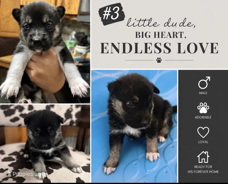 Husky #3 – German Shepherd Dog, Siberian Husky puppy for sale in Payneville, KY