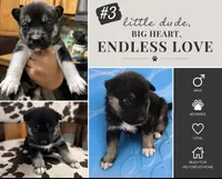 Husky #3, a male German Shepherd Dog and Siberian Husky for sale in Payneville, KY – 1 of 1