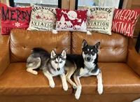Husky 1 , a male German Shepherd Dog and Siberian Husky for sale in Payneville, KY – 2 of 2