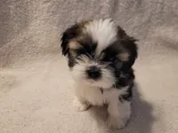 Asher, a male Shih Tzu for sale in Salida, CO – 5 of 6