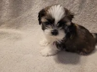 Asher, a male Shih Tzu for sale in Salida, CO – 2 of 6