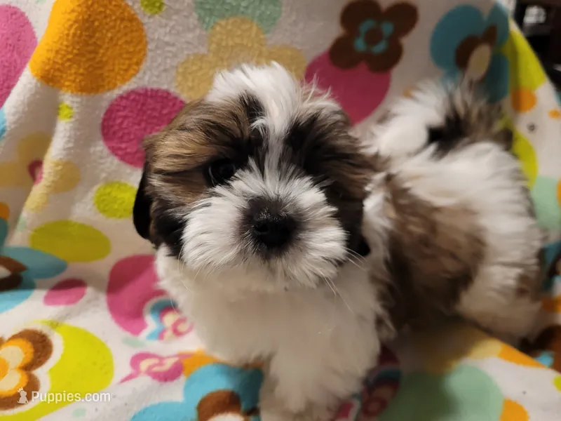 Sammy – Shih Tzu puppy for sale in Salida, CO