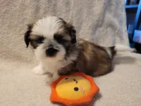 Chucky, a male Shih Tzu for sale in Salida, CO – 1 of 5