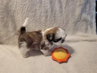 Chucky, a male Shih Tzu for sale in Salida, CO – 3 of 5