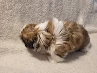 Chucky, a male Shih Tzu for sale in Salida, CO – 5 of 5
