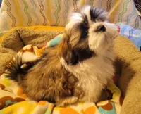 Major Thomas, a male Shih Tzu for sale in Salida, CO – 1 of 5