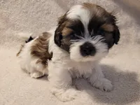 Sammy, a male Shih Tzu for sale in Salida, CO – 4 of 6