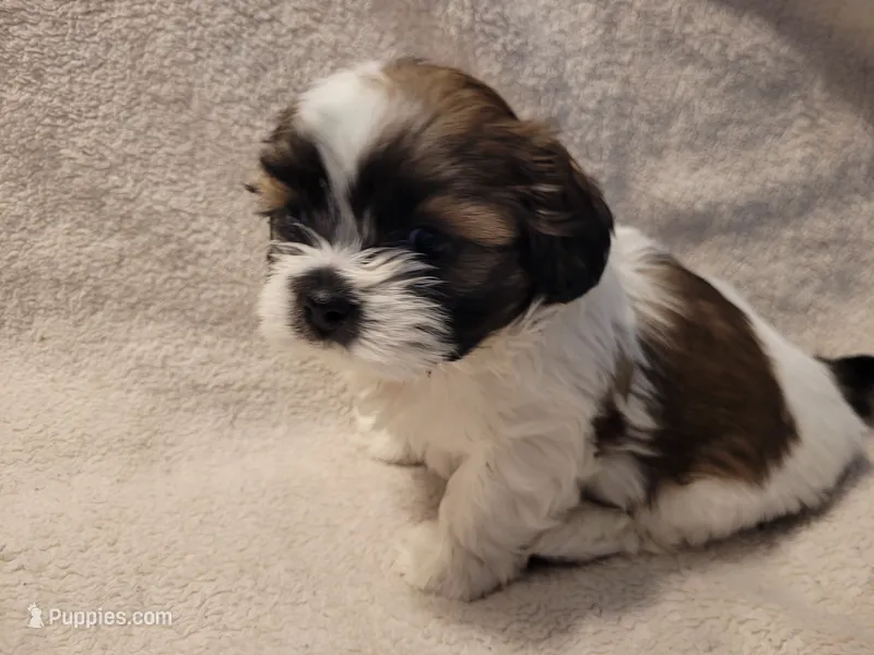 Sammy – Shih Tzu puppy for sale in Salida, CO