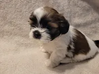 Sammy, a male Shih Tzu for sale in Salida, CO – 1 of 6