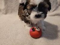 Juda, a male Shih Tzu for sale in Salida, CO – 1 of 5