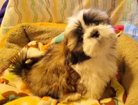Major Thomas, a male Shih Tzu for sale in Salida, CO – 2 of 5