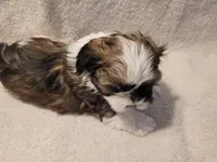Juda, a male Shih Tzu for sale in Salida, CO – 2 of 5