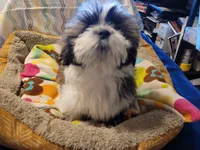 Major Thomas, a male Shih Tzu for sale in Salida, CO – 3 of 5