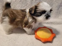 Chucky, a male Shih Tzu for sale in Salida, CO – 4 of 5