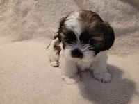 Sammy, a male Shih Tzu for sale in Salida, CO – 3 of 6