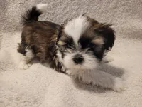Asher, a male Shih Tzu for sale in Salida, CO – 6 of 6