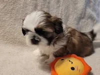 Chucky, a male Shih Tzu for sale in Salida, CO – 2 of 5