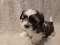 Juda, a male Shih Tzu for sale in Salida, CO – 4 of 5