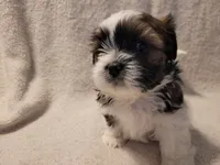 Juda, a male Shih Tzu for sale in Salida, CO – 3 of 5