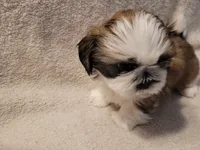 Asher, a male Shih Tzu for sale in Salida, CO – 3 of 6