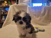 Major Thomas, a male Shih Tzu for sale in Salida, CO – 5 of 5
