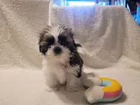 Major Thomas, a male Shih Tzu for sale in Salida, CO – 4 of 5