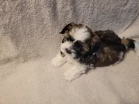 Juda, a male Shih Tzu for sale in Salida, CO – 5 of 5