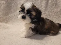 Asher, a male Shih Tzu for sale in Salida, CO – 4 of 6