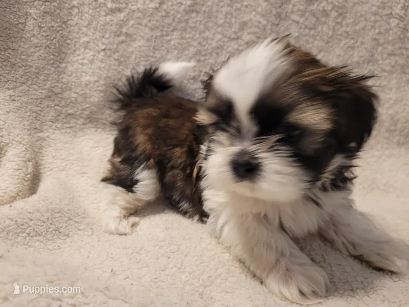 Asher – Shih Tzu puppy for sale in Salida, CO