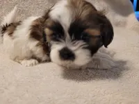 Sammy, a male Shih Tzu for sale in Salida, CO – 2 of 6