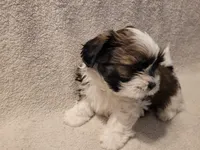 Sammy, a male Shih Tzu for sale in Salida, CO – 5 of 6