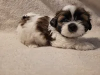 Sammy, a male Shih Tzu for sale in Salida, CO – 6 of 6