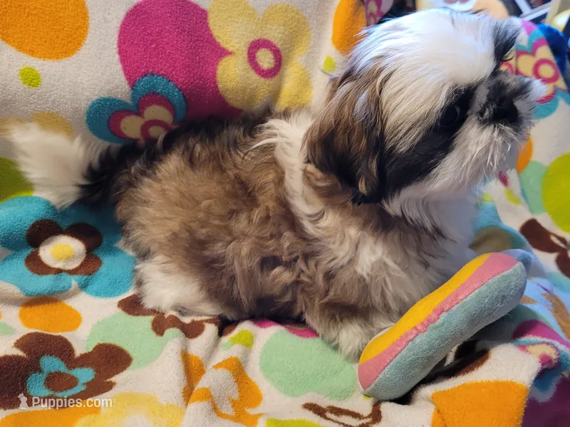 Chucky – Shih Tzu puppy for sale in Salida, CO