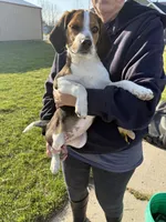 Lucy, a female Beagle for sale in Fordland, MO – Photo 4 of 4