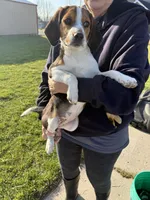 Lucy, a female Beagle for sale in Fordland, MO – Photo 3 of 4