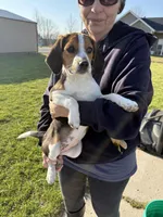 Lucy, a female Beagle for sale in Fordland, MO – Photo 2 of 4