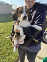 Lucy, a female Beagle for sale in Fordland, MO – Photo 1 of 4