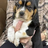 Snoopy, a male Beagle for sale in Fordland, MO – Photo 1 of 9