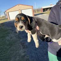 Snoopy, a male Beagle for sale in Fordland, MO – Photo 6 of 9