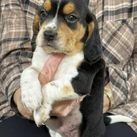 Snoopy, a male Beagle for sale in Fordland, MO – Photo 4 of 9