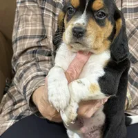 Snoopy, a male Beagle for sale in Fordland, MO – Photo 3 of 9